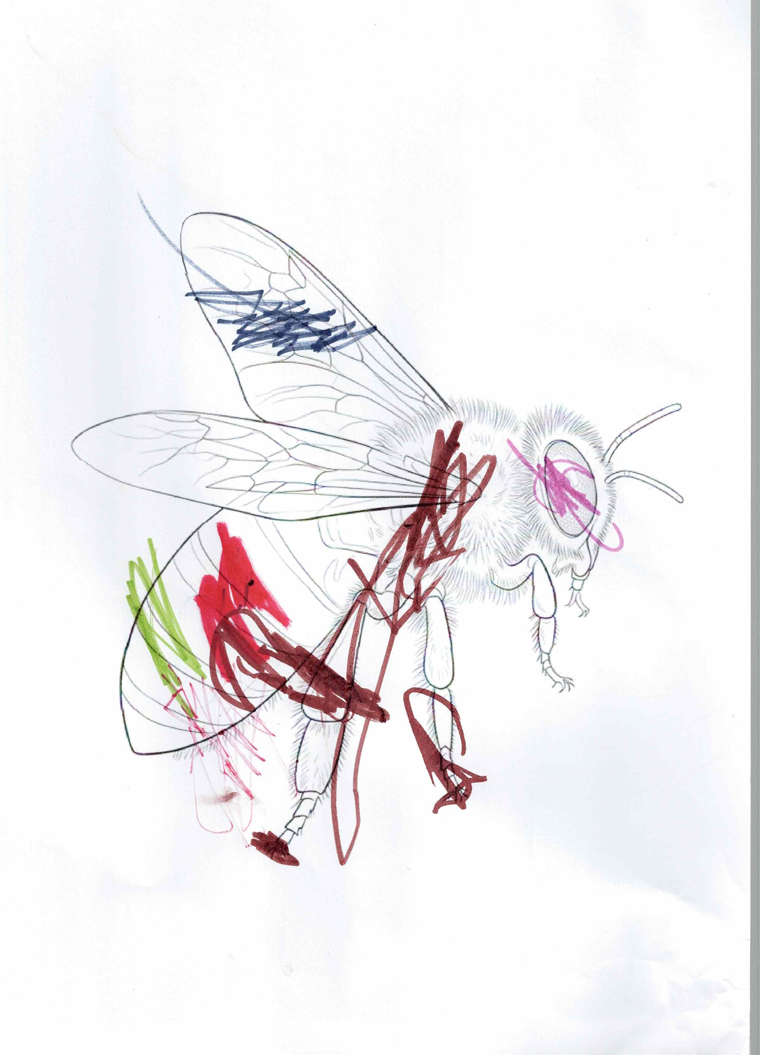 Artwork 1 from the Day of All Pollinators 2026 drawing workshop: abeja (obra viva)