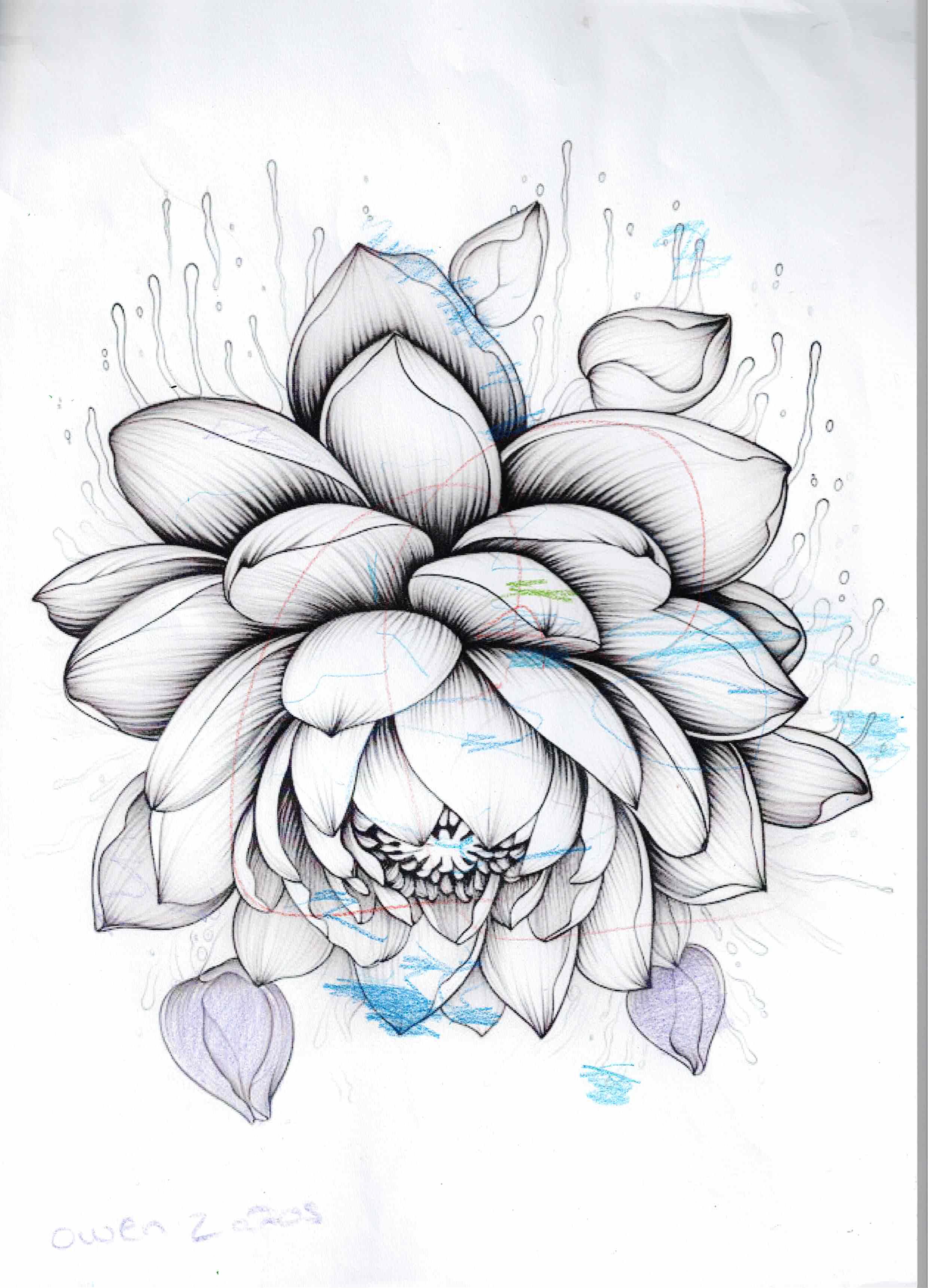 Artwork 5 from the Day of All Pollinators 2026 drawing workshop: loto (obra viva)