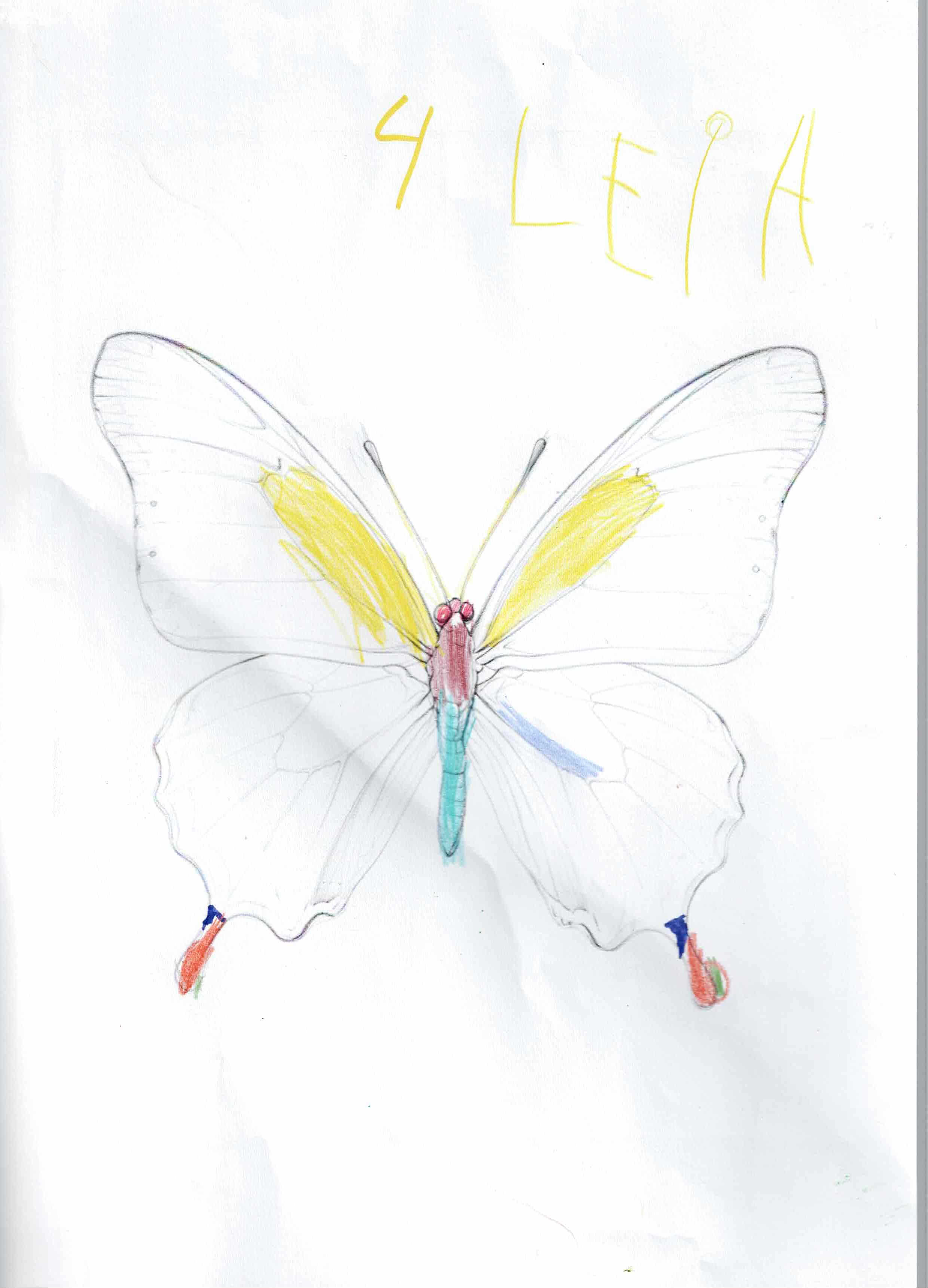 Artwork 6 from the Day of All Pollinators 2026 drawing workshop: mariposa