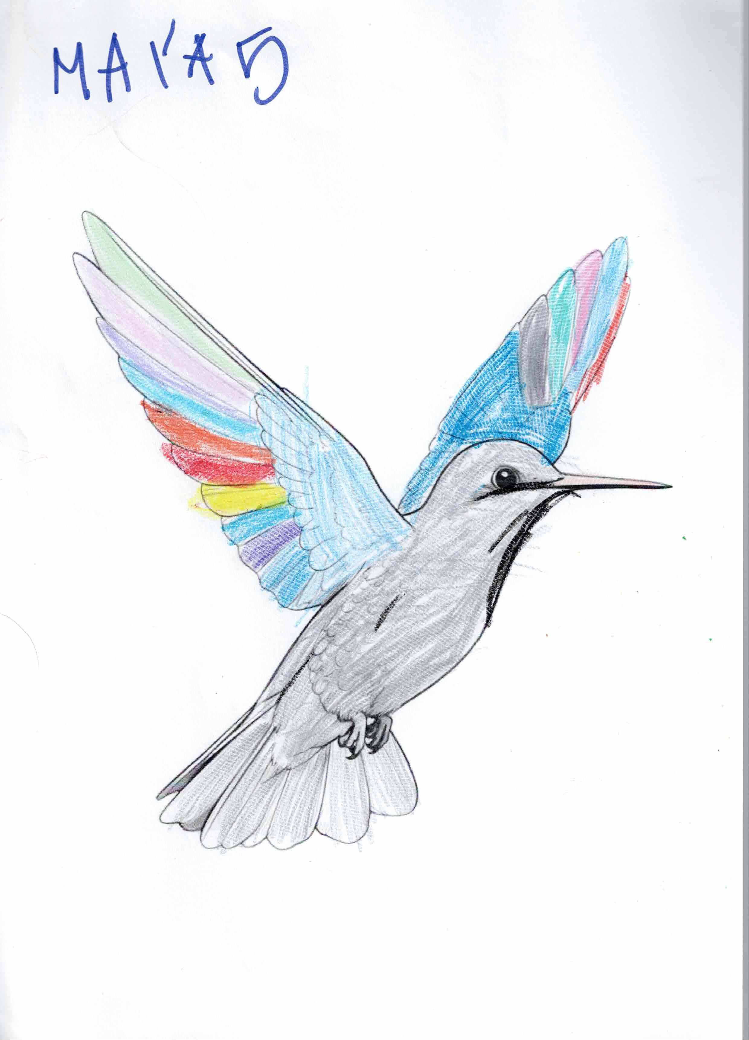 Artwork 15 from the Day of All Pollinators 2026 drawing workshop: colibri