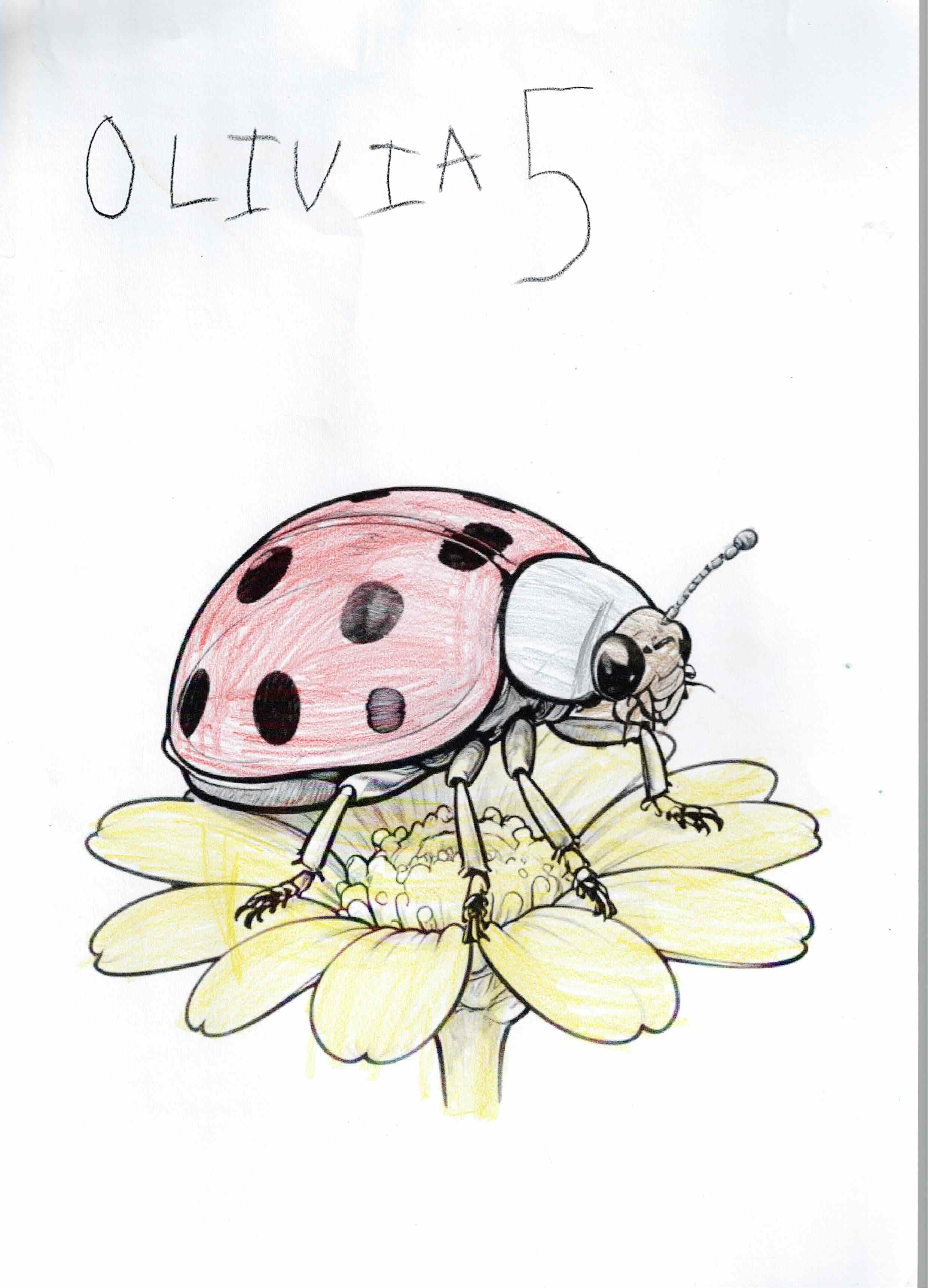 Artwork 21 from the Day of All Pollinators 2026 drawing workshop: mariquita sobre flor