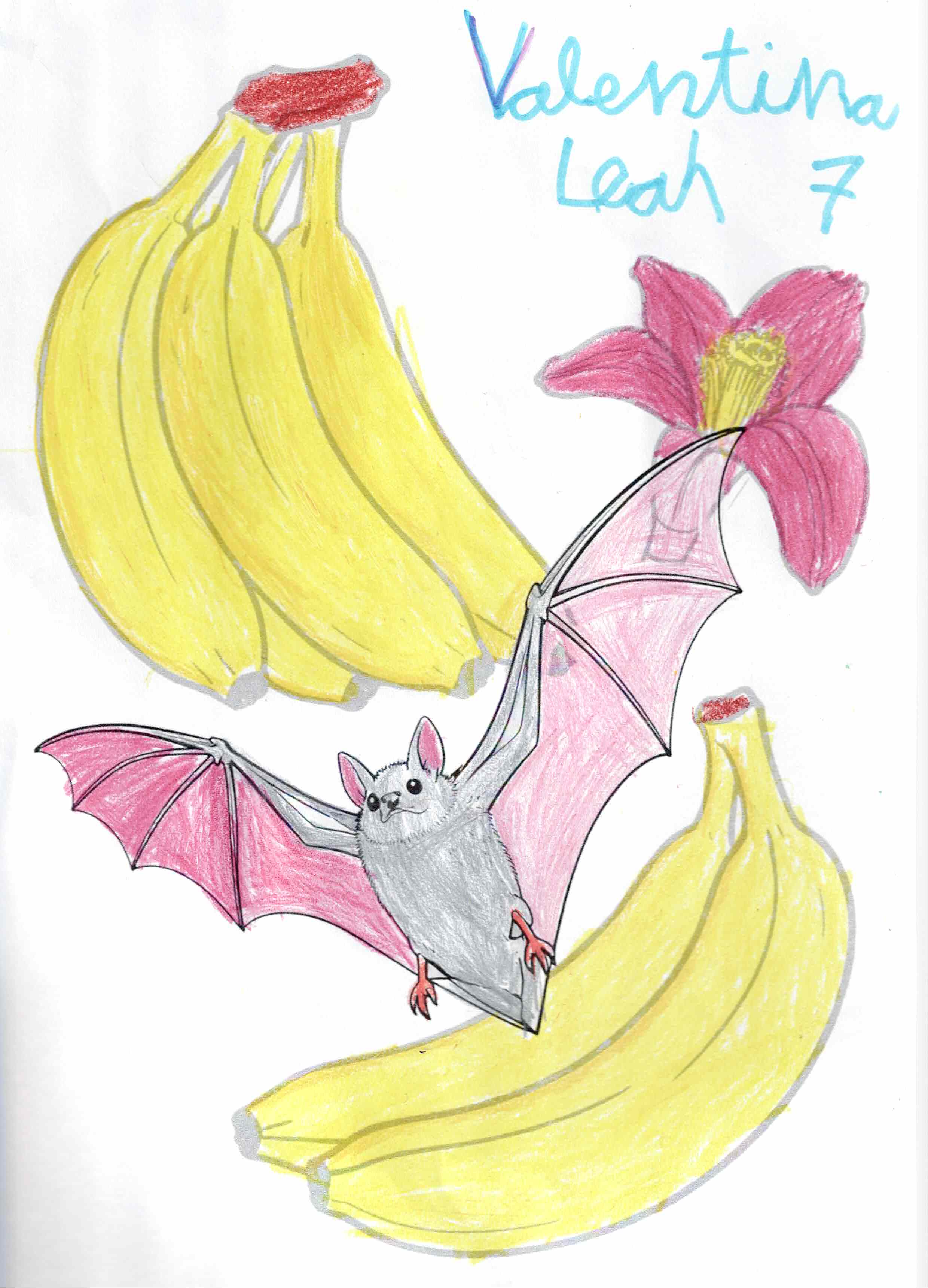 Artwork 24 from the Day of All Pollinators 2026 drawing workshop: murcielago entre platanos