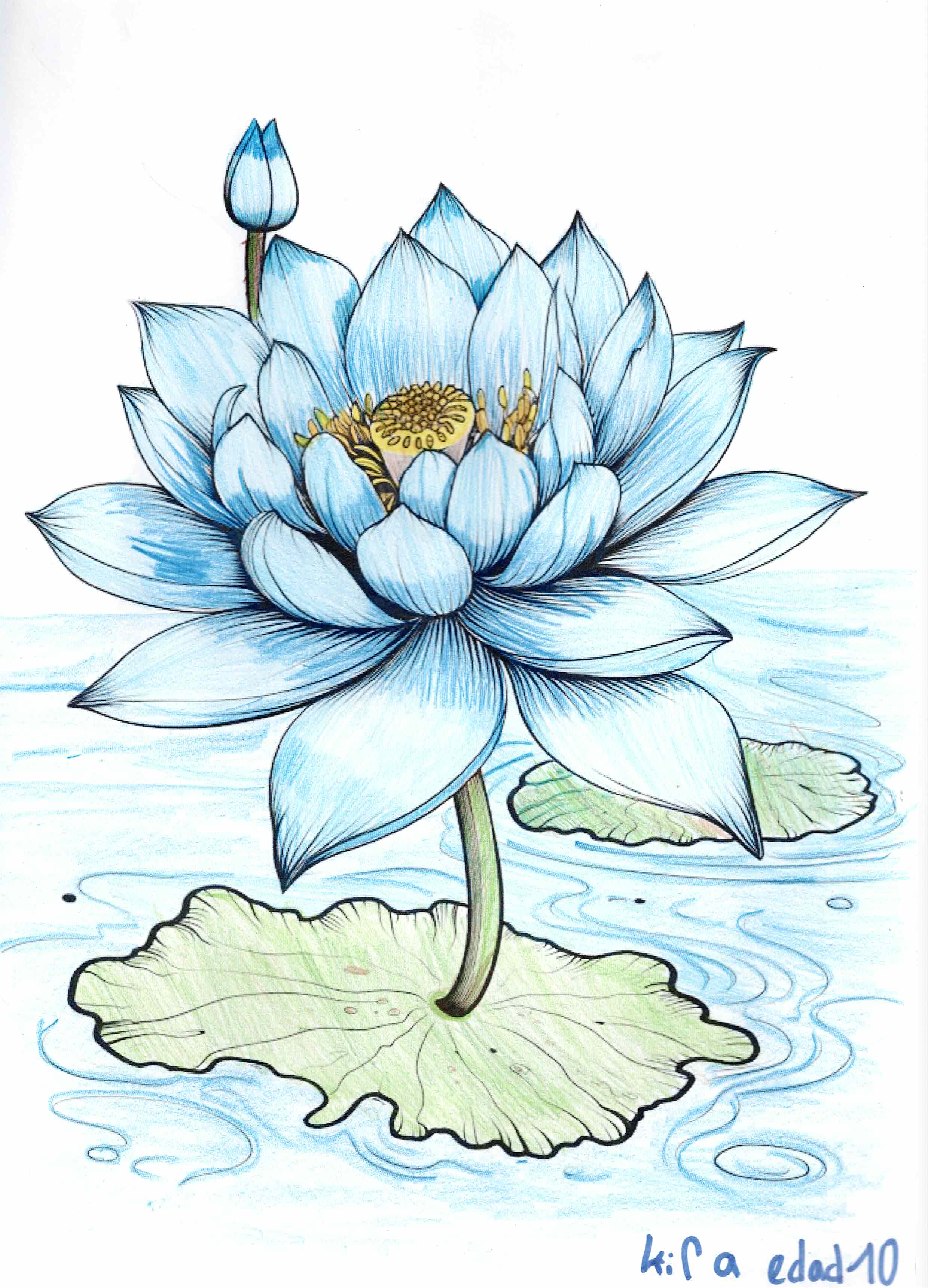 Artwork 26 from the Day of All Pollinators 2026 drawing workshop: nenufar azul