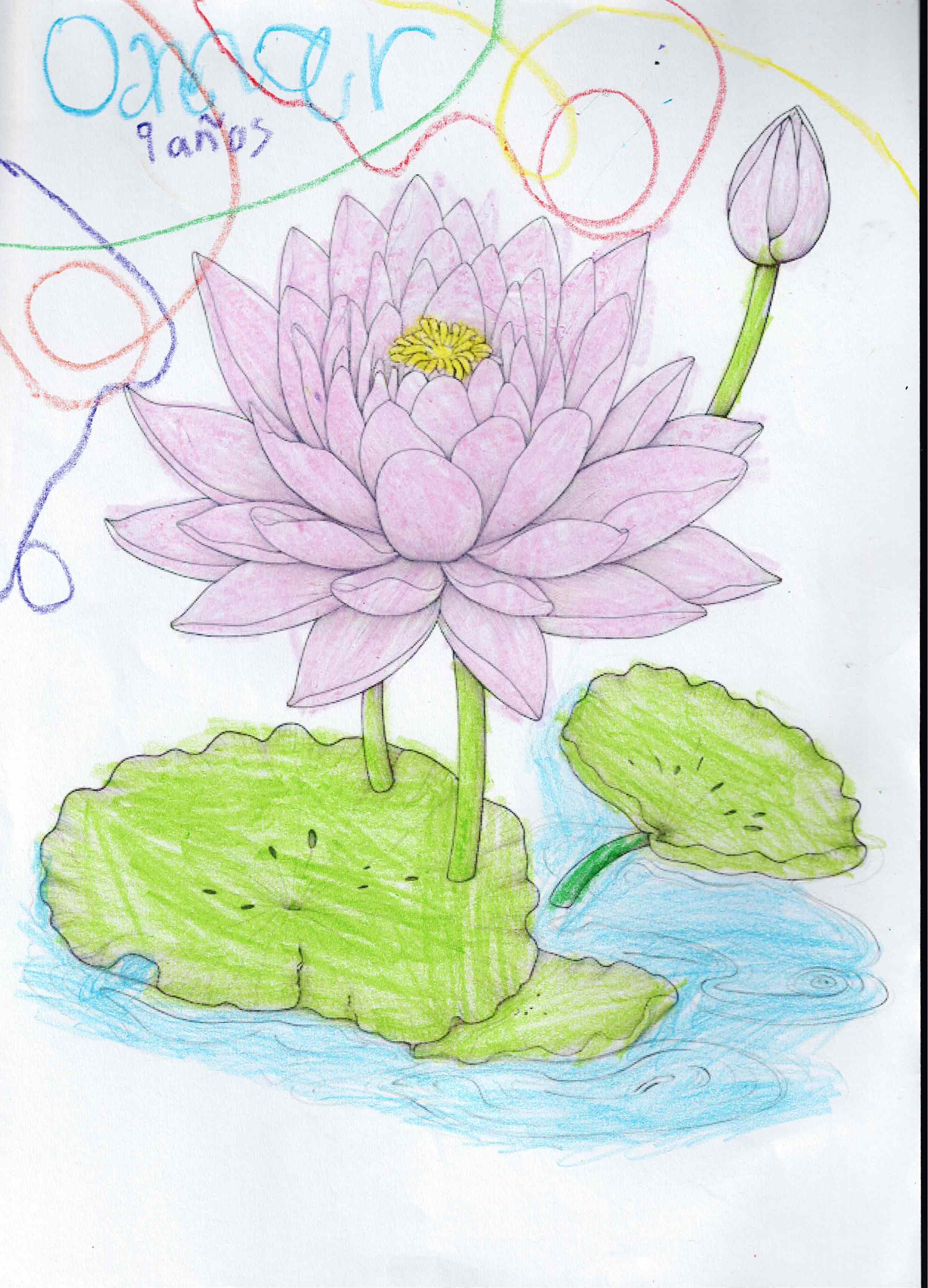 Artwork 36 from the Day of All Pollinators 2026 drawing workshop: nenufar rosa