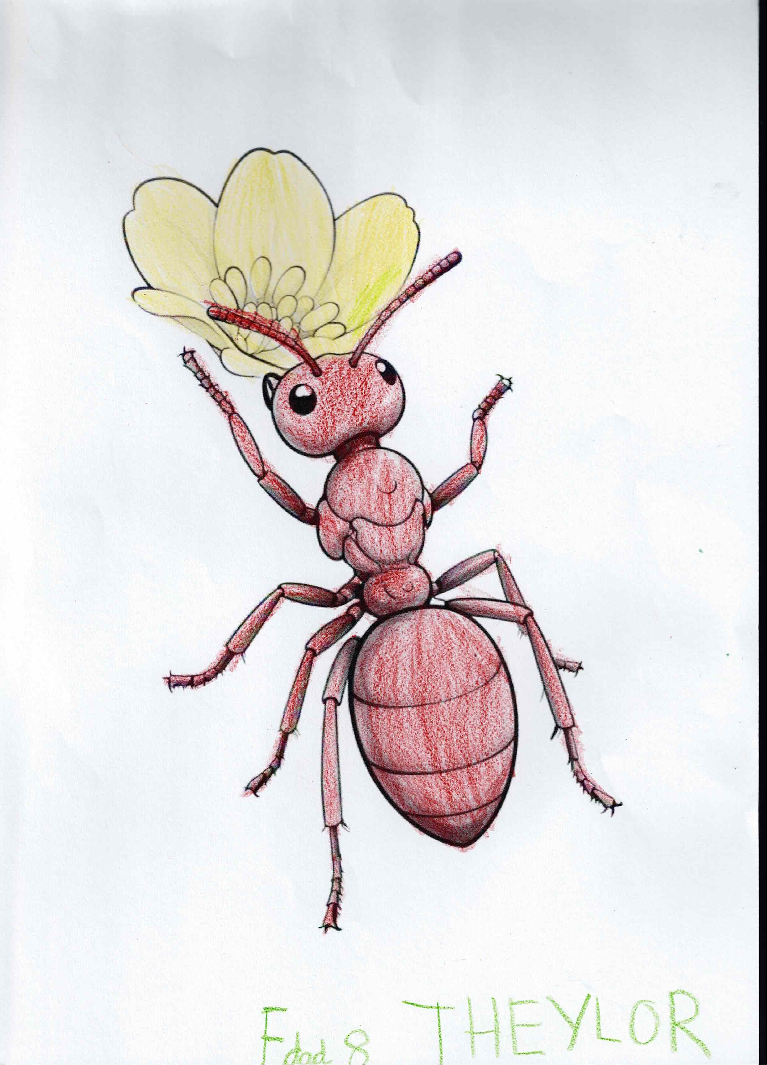 Artwork 37 from the Day of All Pollinators 2026 drawing workshop: hormiga con flor