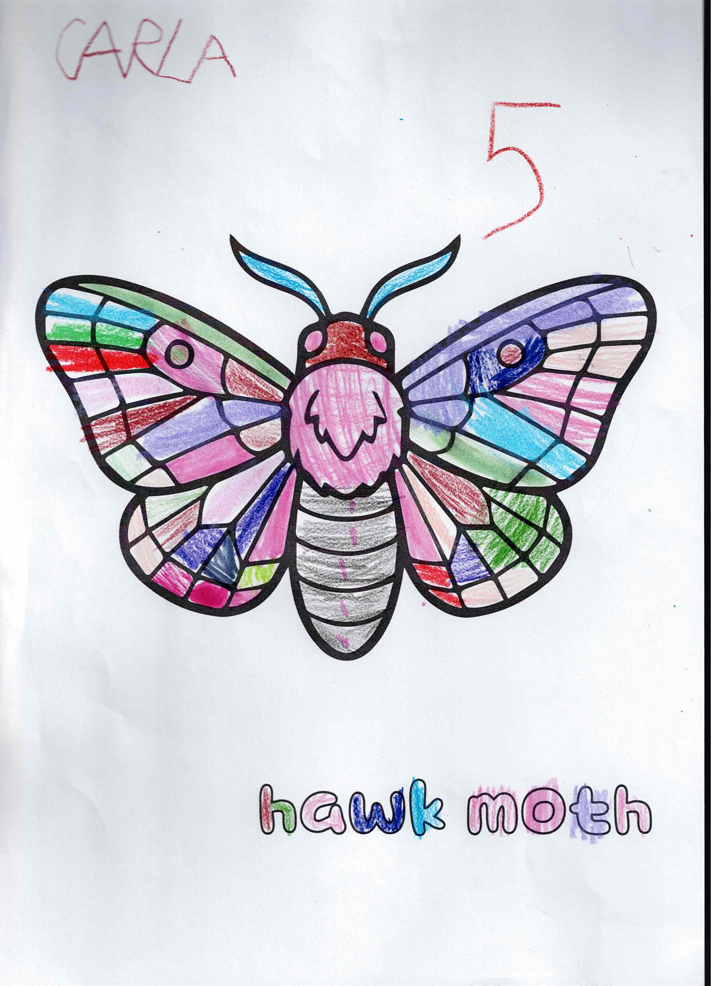Artwork 40 from the Day of All Pollinators 2026 drawing workshop: polilla (hawk moth)